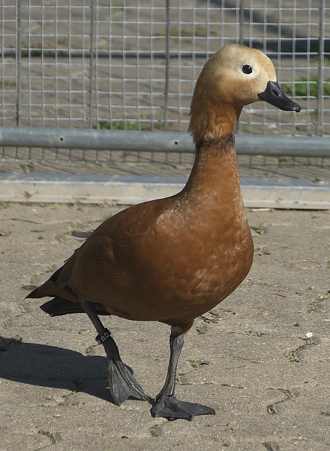 疑再次将媒